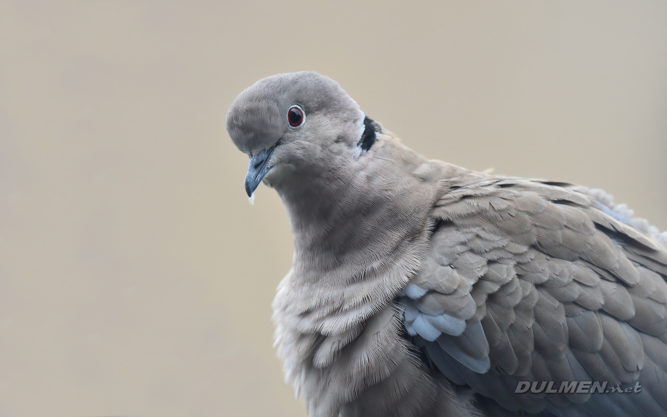 Eurasian Collared Dove (Streptopelia decaocto)